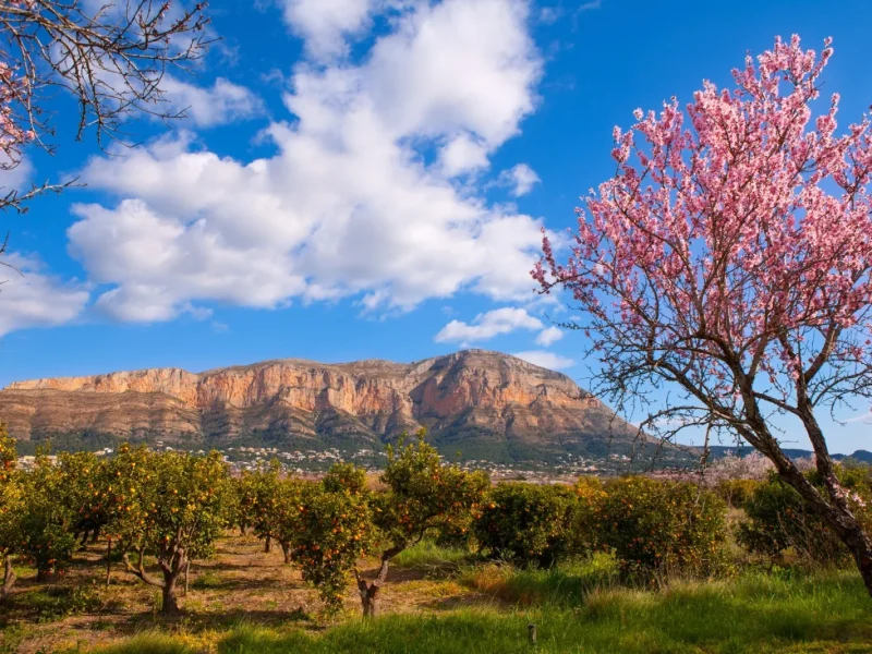 Panoramic mountain views and blossoming orange groves