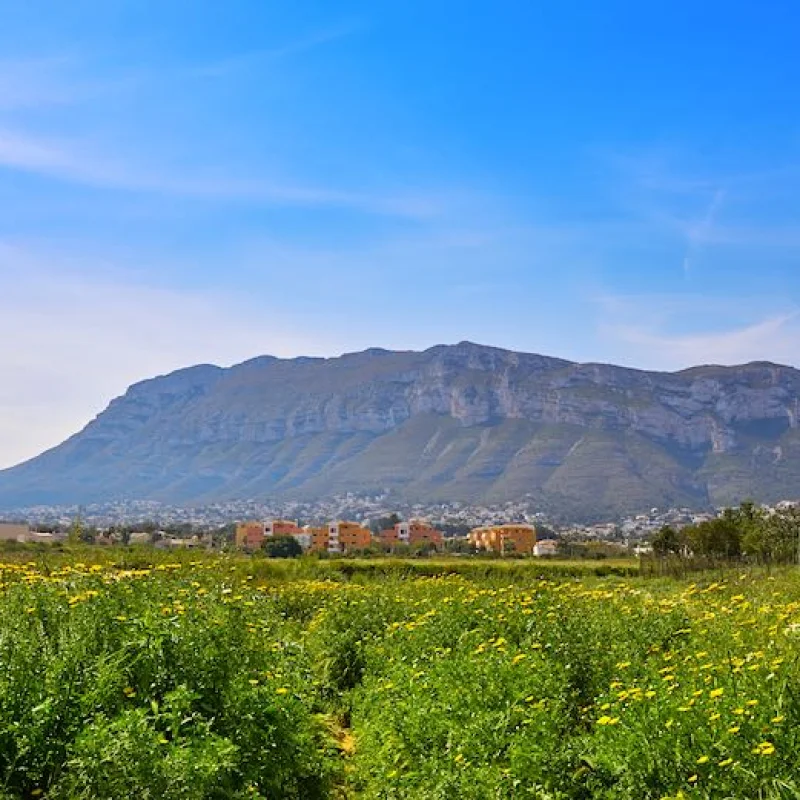 Properties in Dénia Montgó | Real Estate