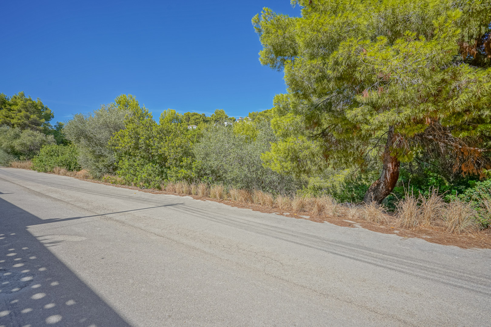 Paved access road to the plot, bordered by mature pine trees and Mediterranean shrubbery under a clear blue sky.