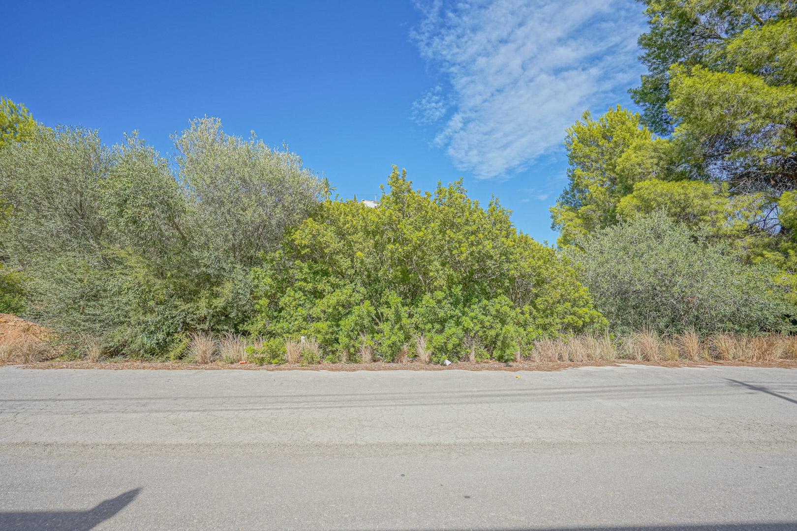 Street-level view showing the asphalted access road and the plot's perimeter, characterized by dense Mediterranean shrubs and mature pine trees.