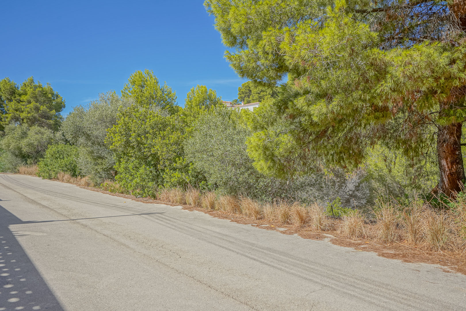 View of the paved access road bordering the plot, surrounded by mature pine trees and native Mediterranean vegetation under a clear blue sky.
