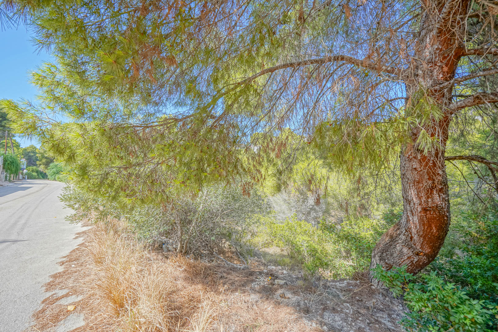 View of the plot featuring mature pine trees and direct access from a paved road, showcasing the natural vegetation and sloped terrain under a clear sky.