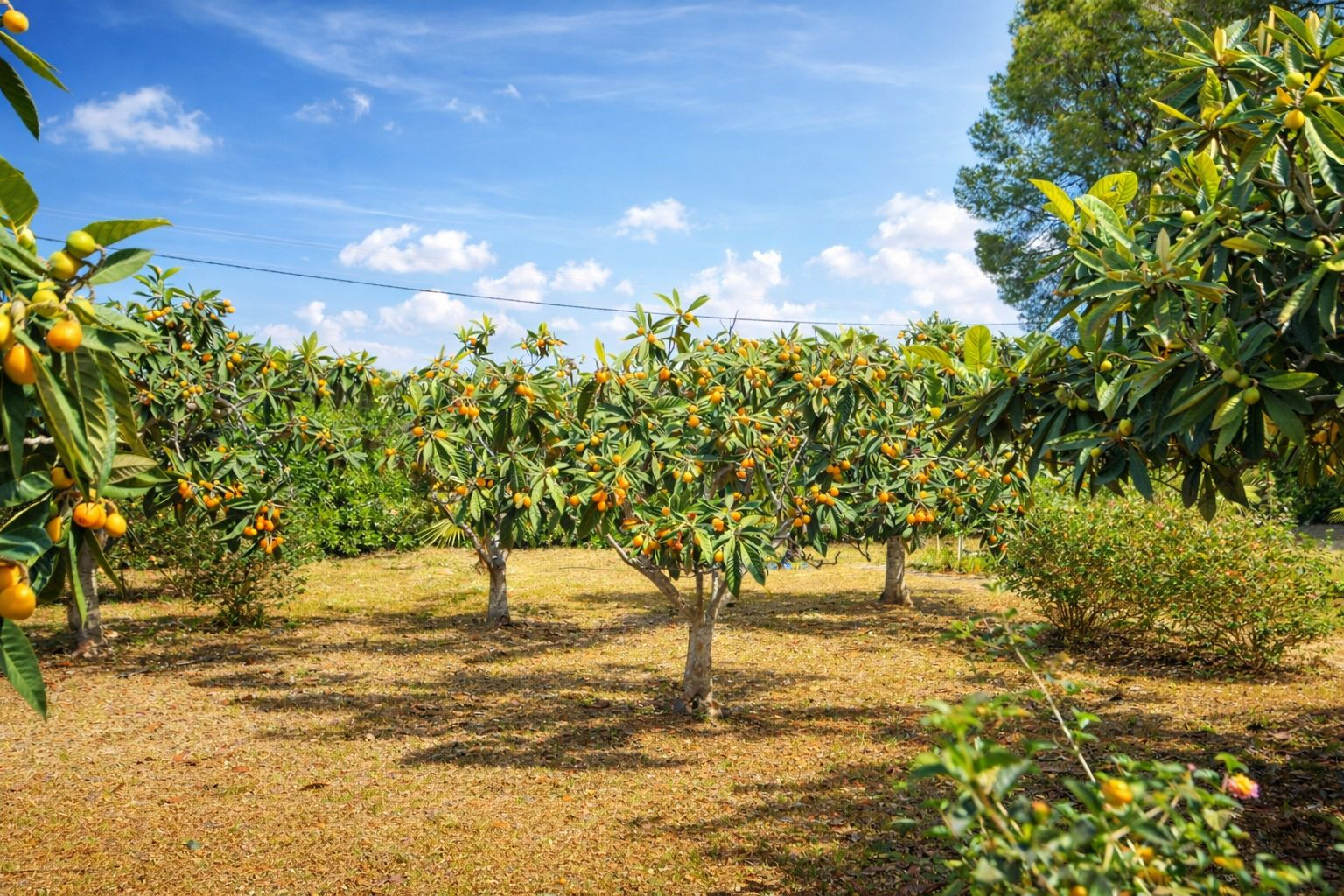 Private fruit garden featuring mature loquat trees laden with fruit. This natural outdoor space enjoys abundant sunlight and a clear blue sky.