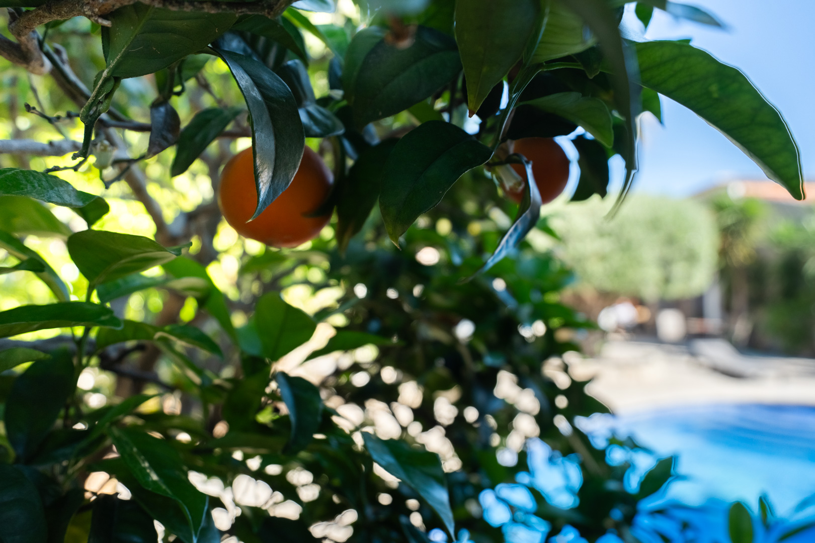 Close-up of a citrus tree with ripe oranges in the Mediterranean garden, featuring the swimming pool area in the soft-focus background.