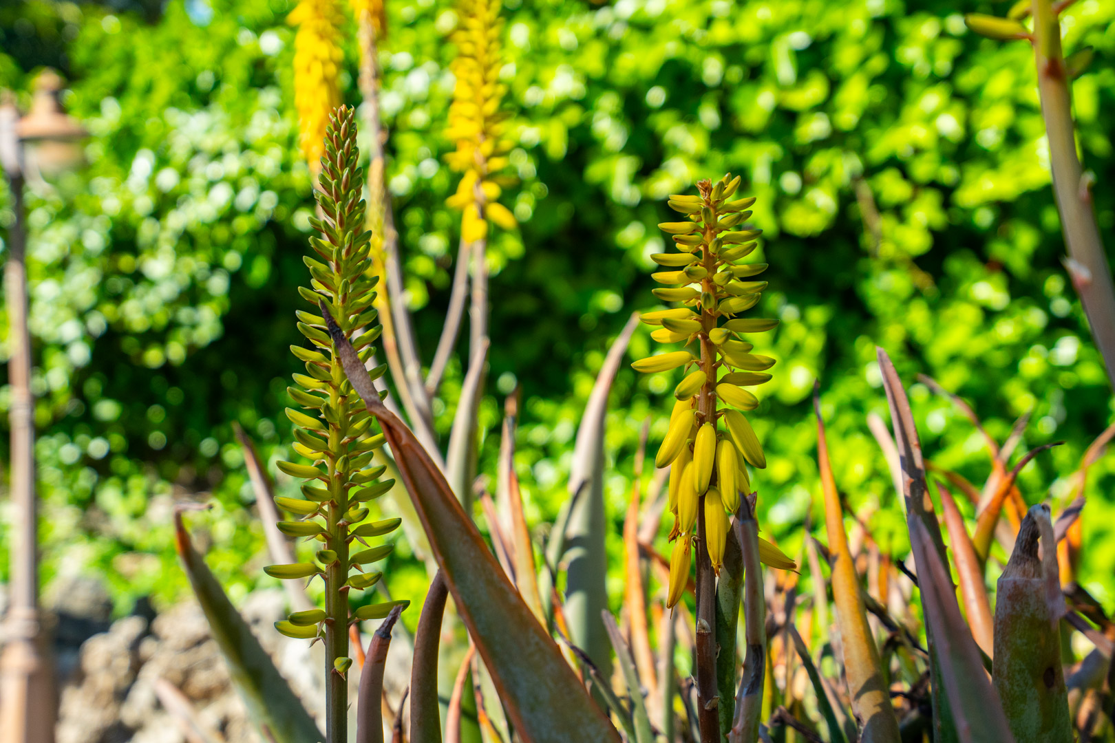 Close-up of yellow aloe vera flowers in the Mediterranean garden, showcasing native flora and natural sunlight against a lush green backdrop.