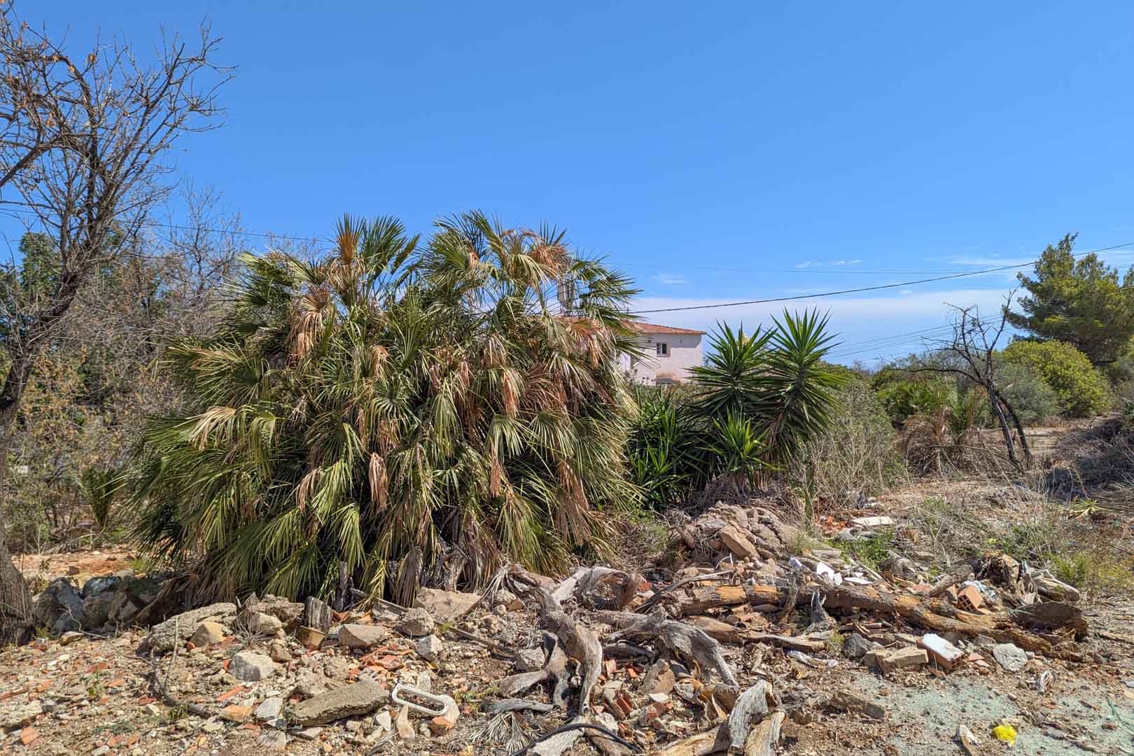 Urban plot featuring native Mediterranean vegetation like palms and yuccas under a clear sky. The land shows signs of clearing with views of neighboring residential structures.