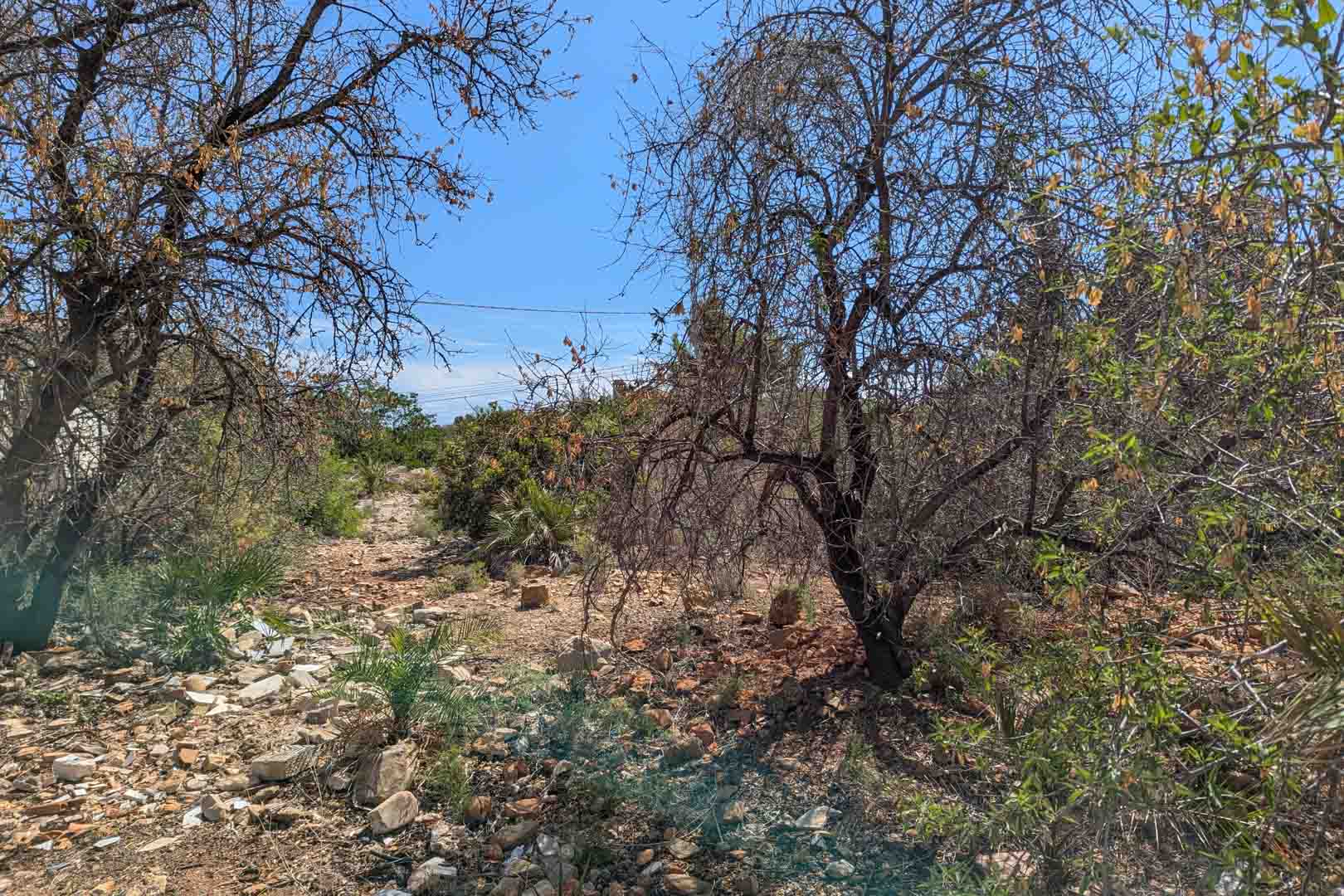View of the natural plot featuring indigenous vegetation and stony ground under a clear blue sky. The site includes mature trees and Mediterranean shrubs.