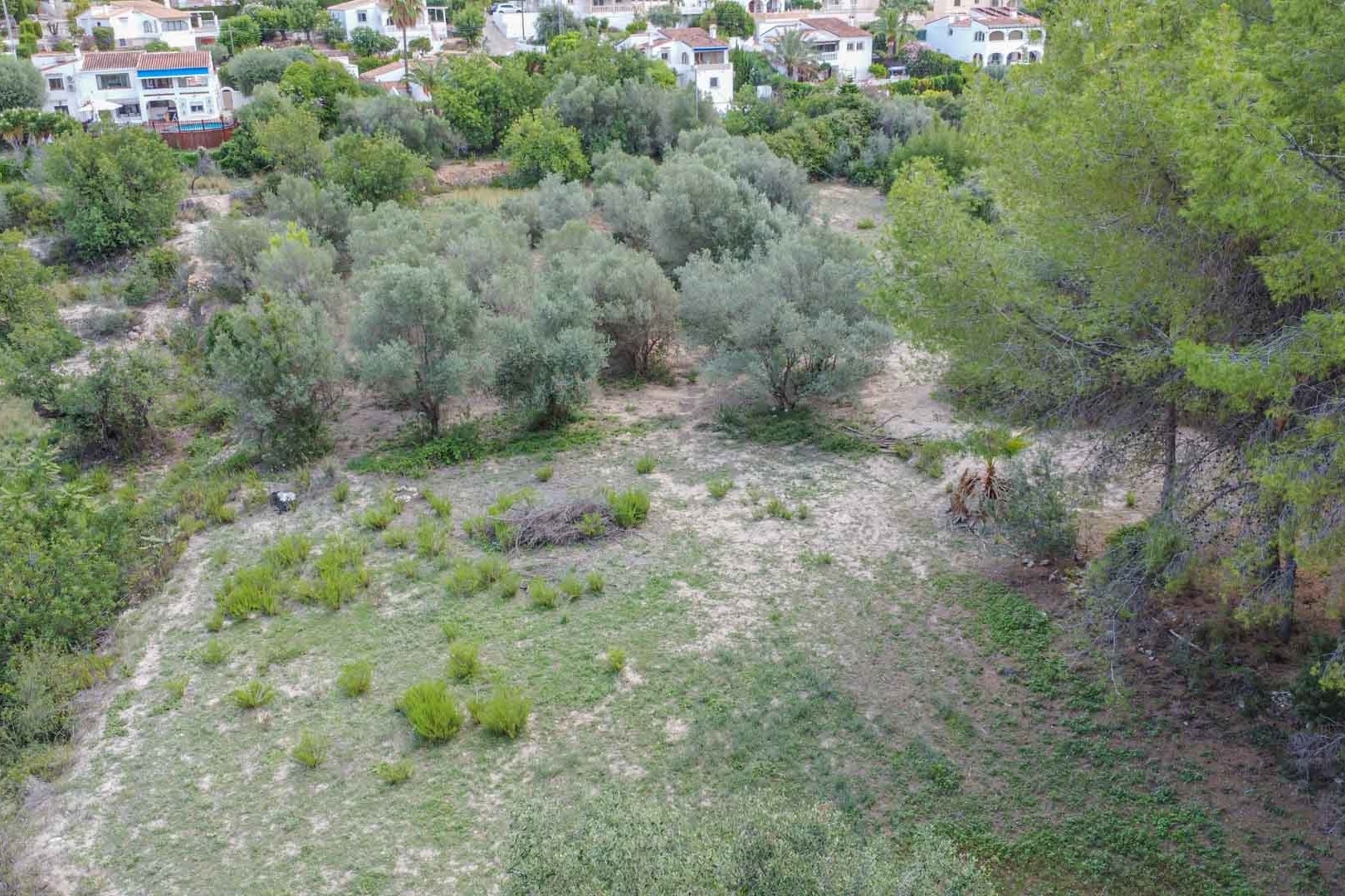 Aerial view of the natural plot featuring olive and Mediterranean pine trees, showcasing the rustic terrain and native vegetation in Orba.