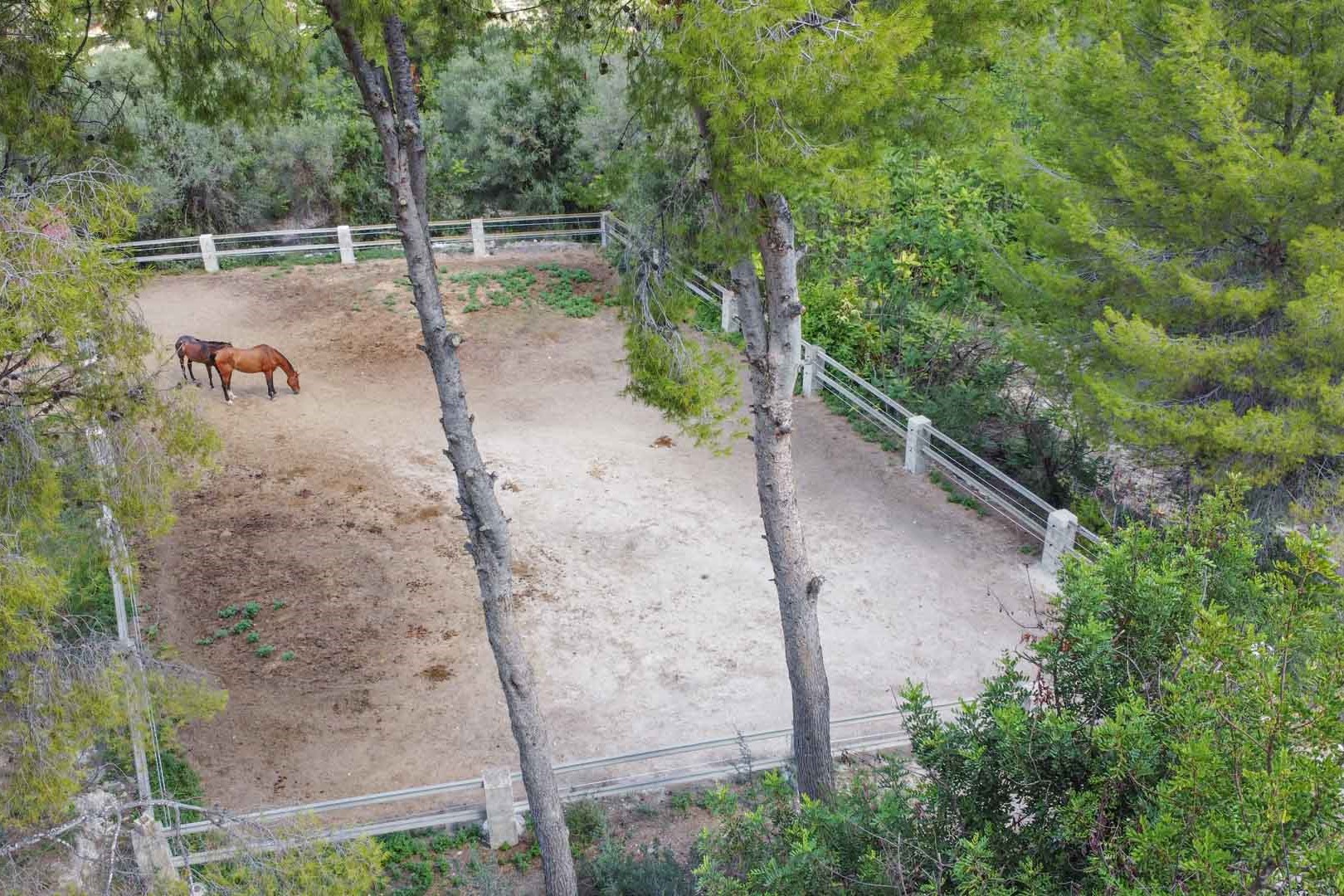 Elevated view of the fenced horse paddock surrounded by mature pine trees, providing a secure and shaded area for equestrian activities.
