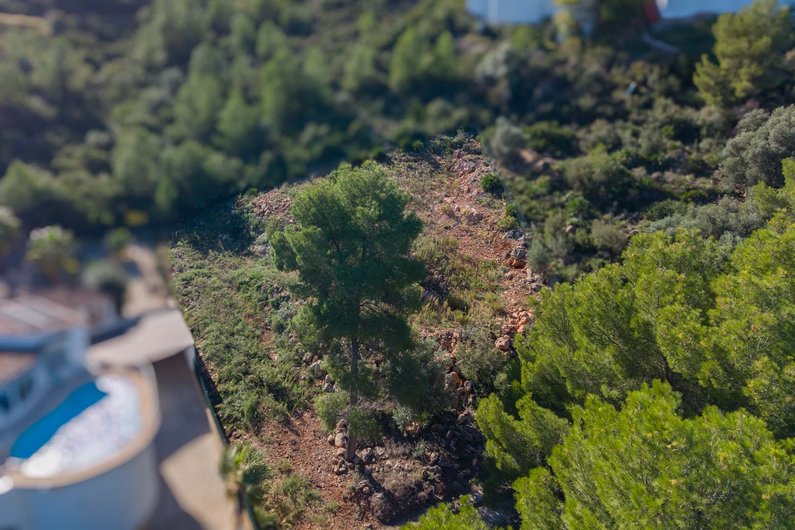 Aerial perspective of the Montepego plot, showing the sloped terrain with native pine trees and Mediterranean shrubs on natural rocky soil.