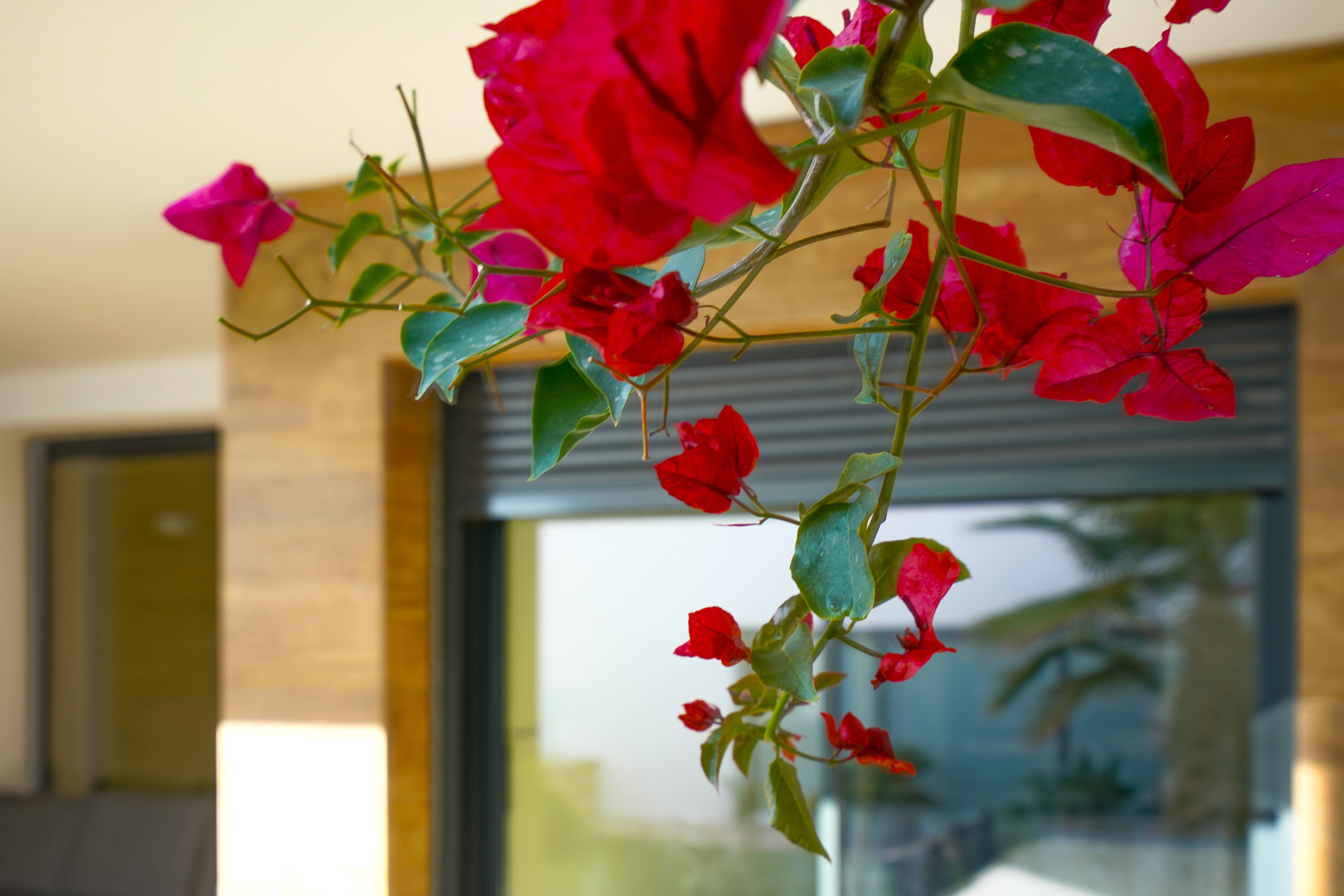 Close-up of bougainvillea flowers with the modern facade in the background, featuring electric shutters and natural stone wall cladding.