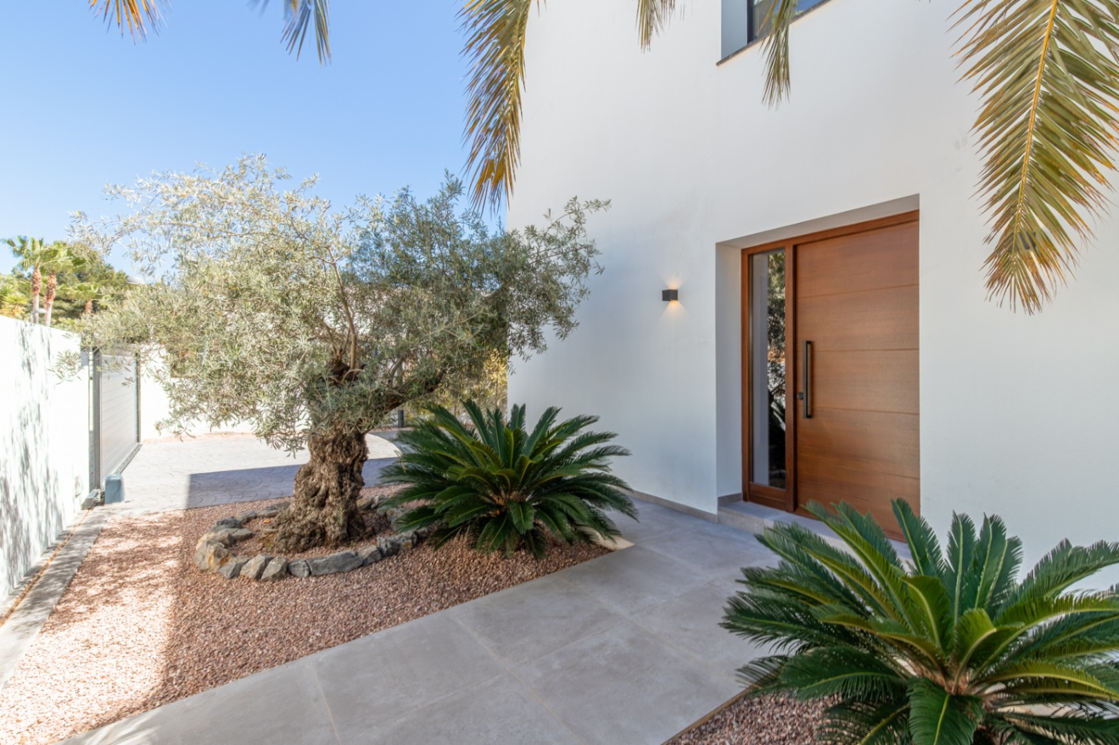 Main entrance featuring a solid wood door with side glazing, set against a white facade and a landscaped garden with a mature olive tree and cycas.