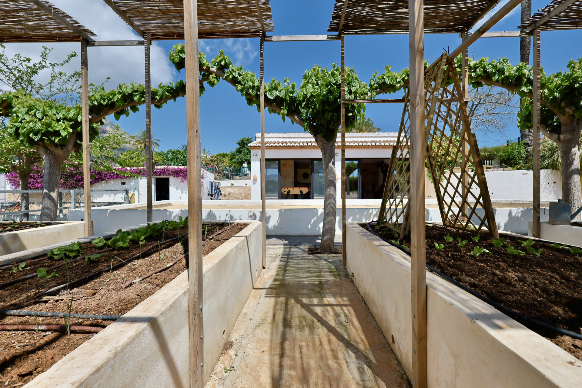 View of the raised garden bed with wooden structure and young plants in Jávea.