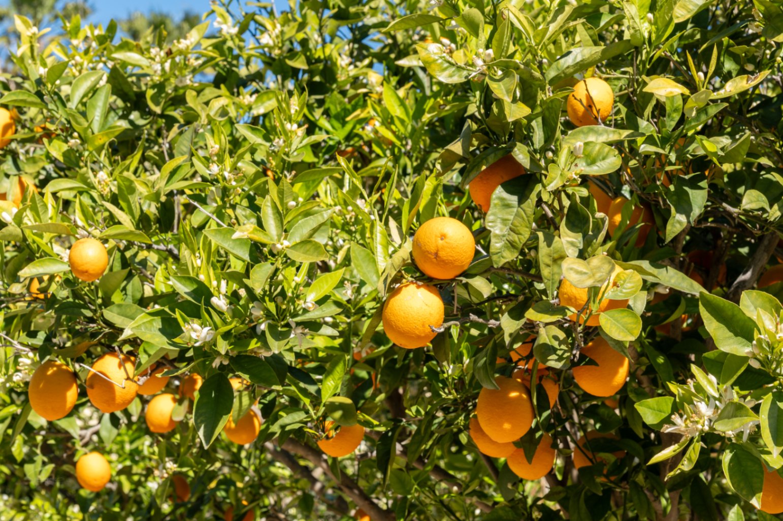 Close-up of a citrus tree in the Mediterranean garden, showcasing ripe oranges and white blossoms under bright natural light.