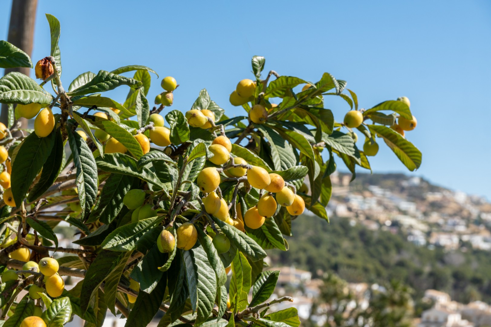 Close-up of a loquat tree with ripe fruit in the villa's garden, offering a glimpse of the surrounding Mediterranean landscape and residential area of Jávea.