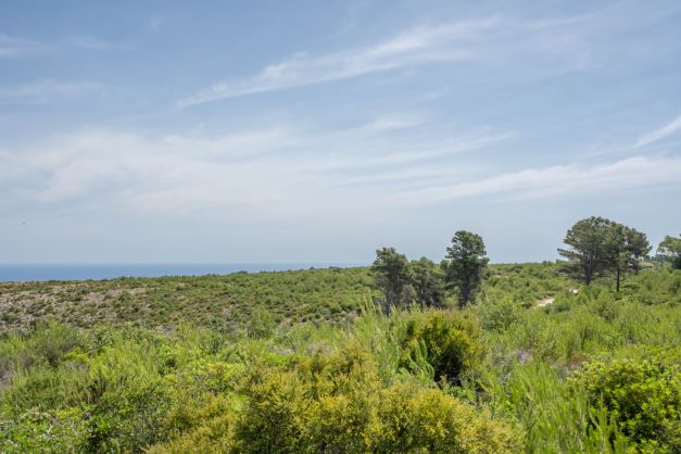 Panoramic view of the plot with native vegetation and the sea in the background.