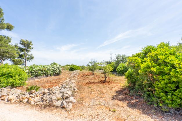 View of the plot featuring Mediterranean vegetation and a rustic stone wall.