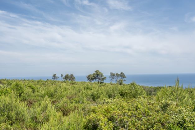 View of the plot featuring native vegetation and the Mediterranean Sea in the background.