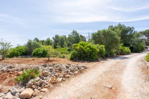 View of the plot with native vegetation and access road.