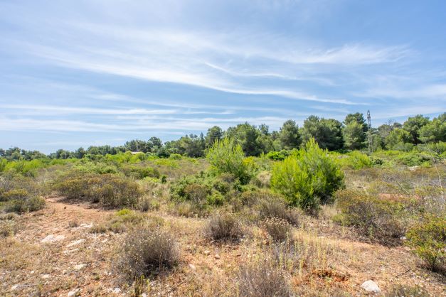 View of the plot with native vegetation and clear blue sky.