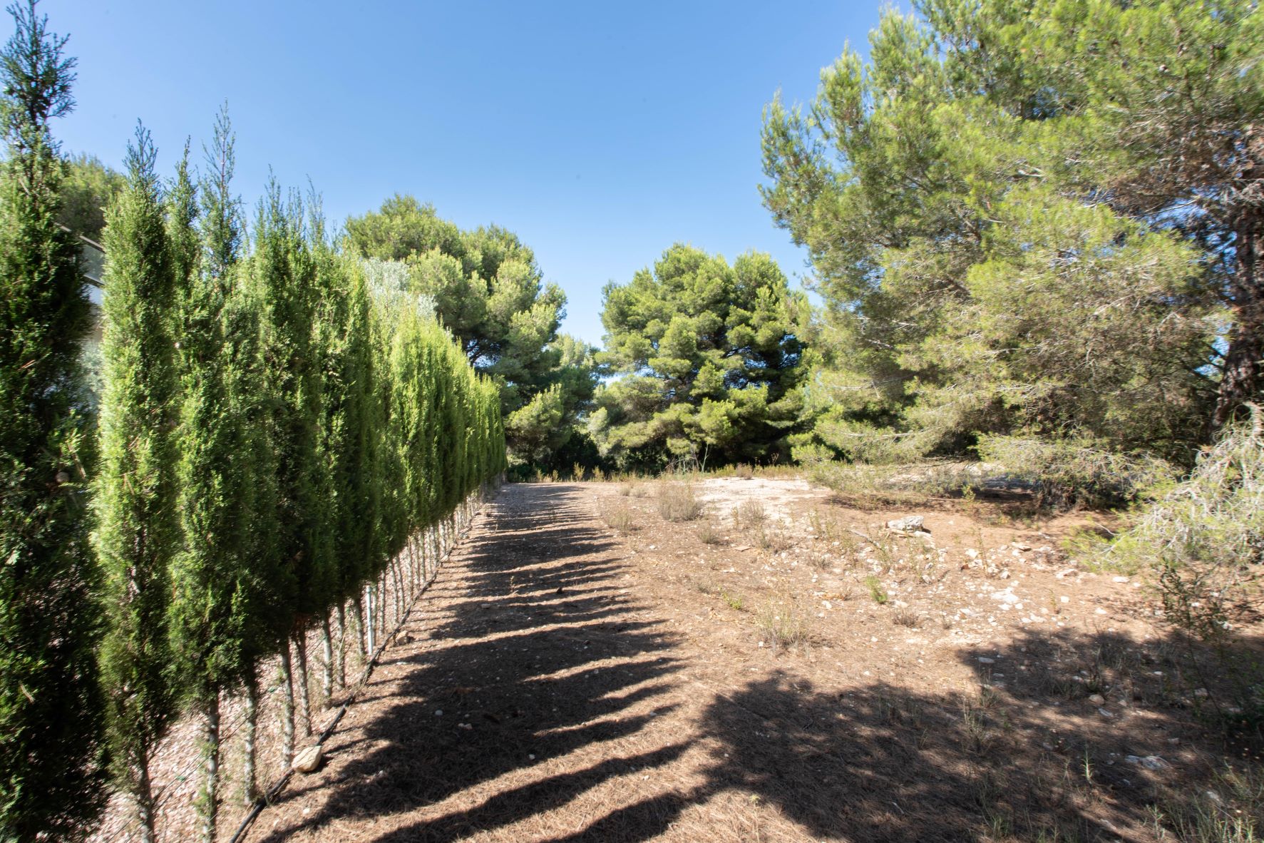 View of the plot featuring a row of cypress trees and natural vegetation.