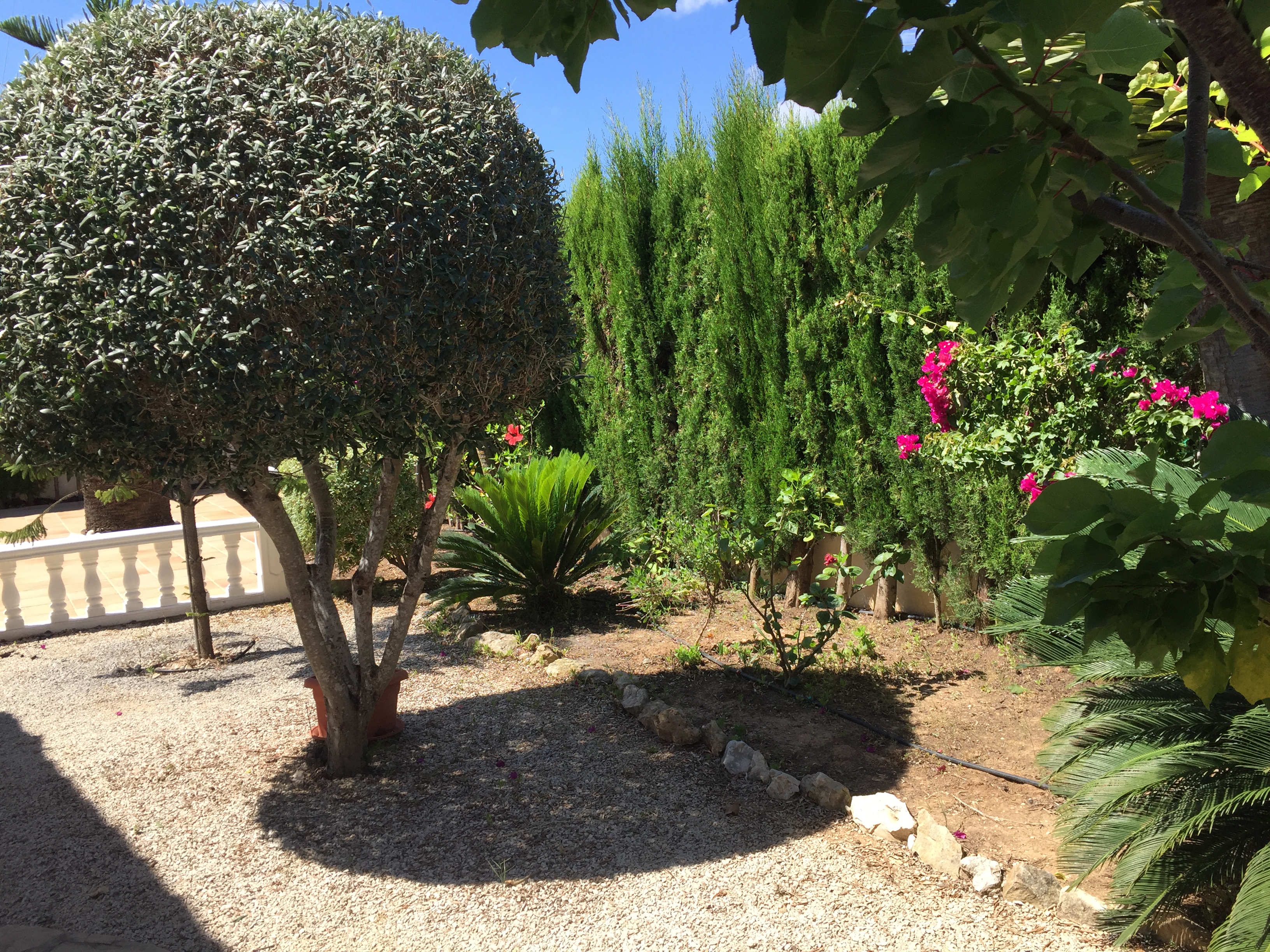 Garden detail with gravel, cypress hedges, and bougainvillea.