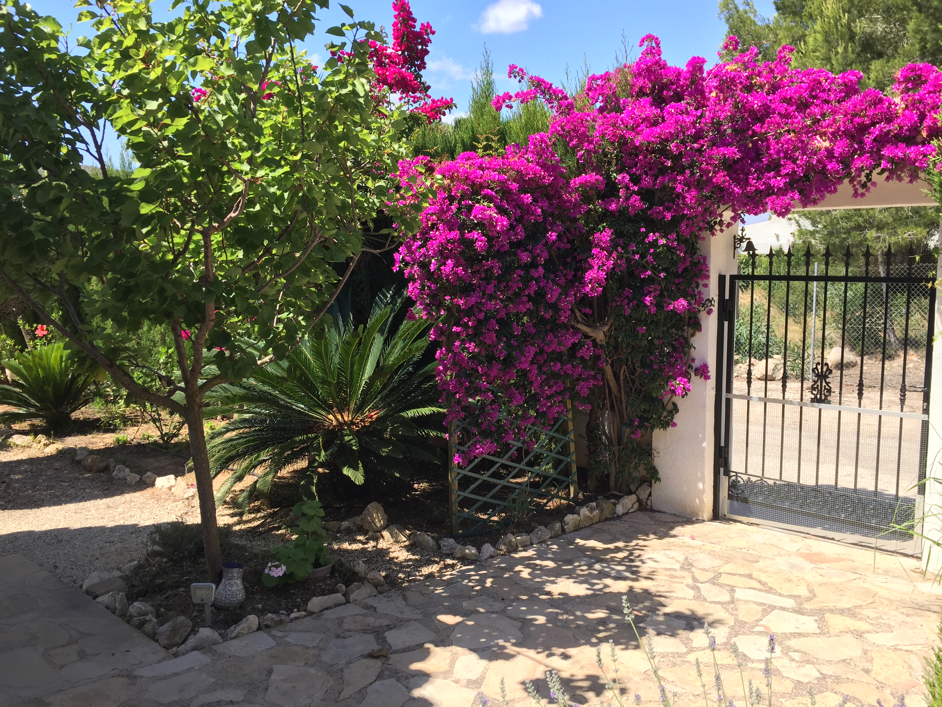 Landscaped entrance featuring fuchsia bougainvillea and irregular stone paving.