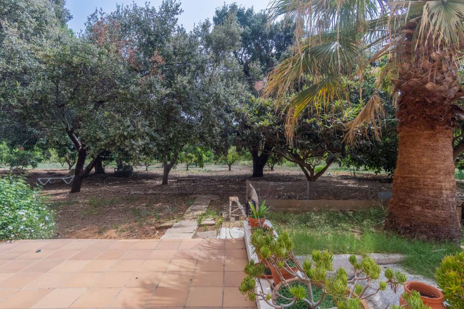Spacious terracotta-tiled terrace with potted plants, opening to a natural garden featuring a prominent palm tree, mature trees, and a stone slab path.