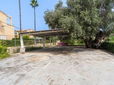 Expansive outdoor parking area featuring a sturdy metal carport structure. A large, mature olive tree and green hedges border the concrete surface.