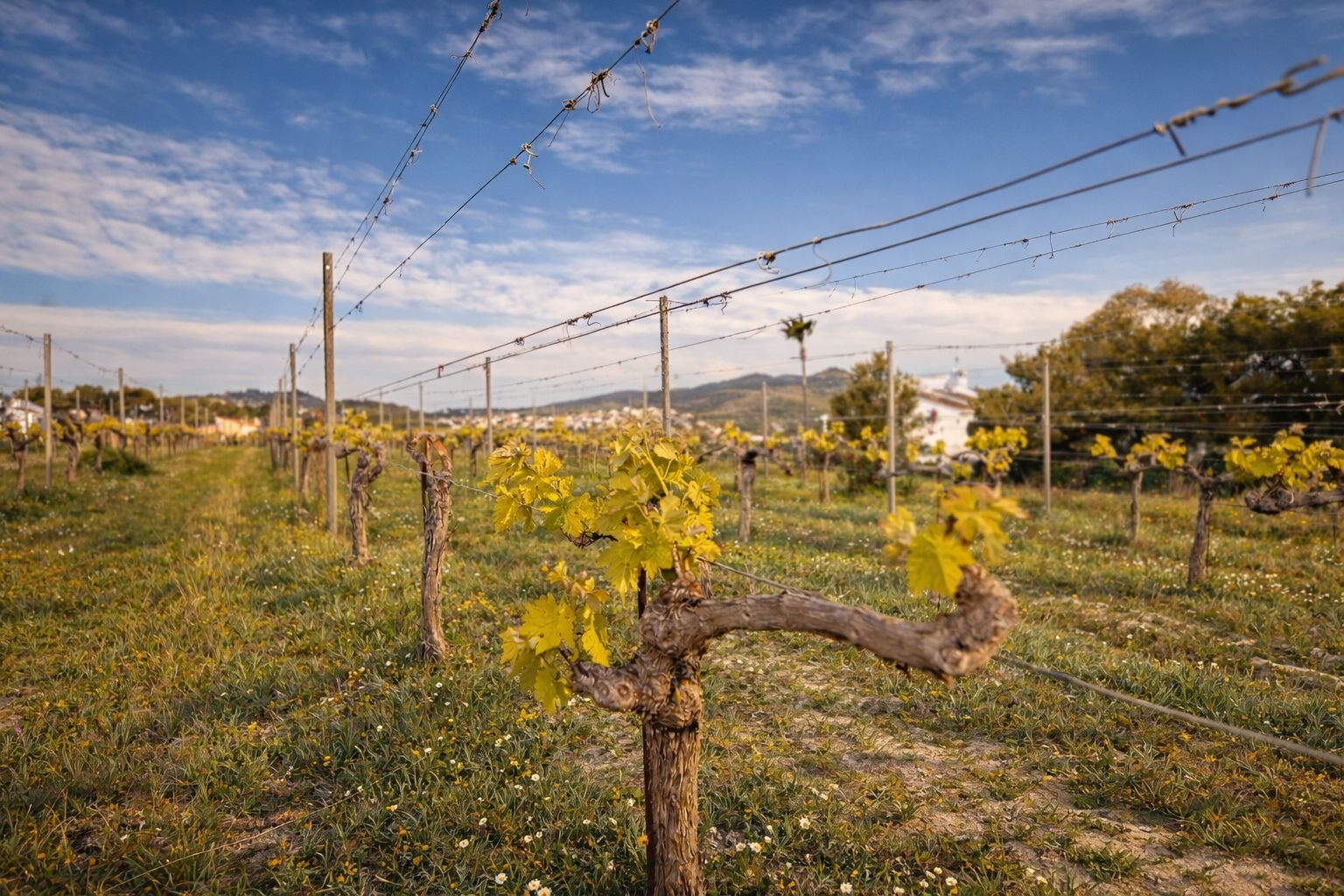 Detailed view of a vineyard with young, yellow-green leaves, wooden posts, and support wires. A white building and hills are visible in the background under a partly cloudy blue sky.