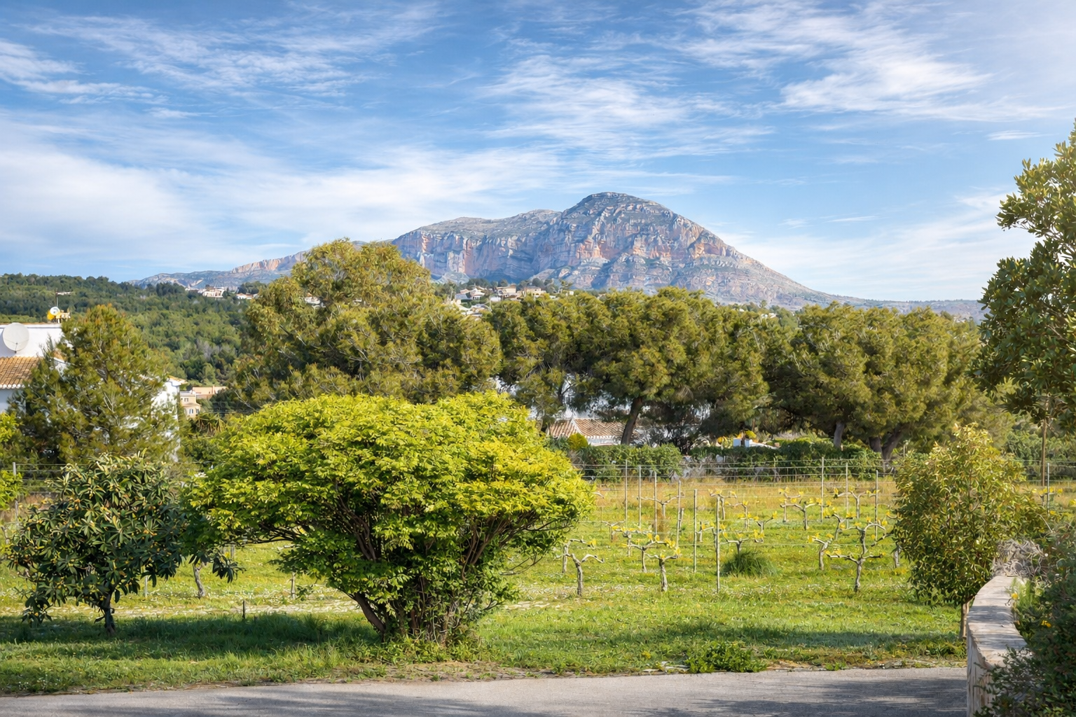 Panoramic view of the countryside featuring dormant vineyards, lush trees, and the majestic Montgó mountain under a clear blue sky.