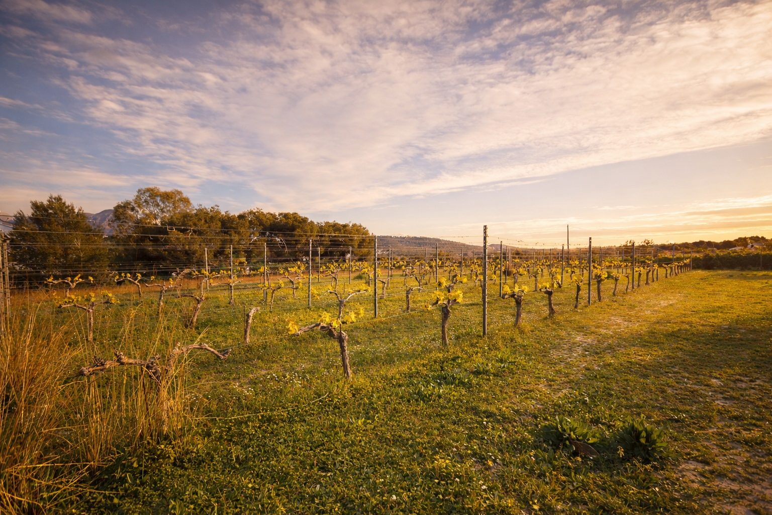 Vineyard rows with young green shoots bathed in warm light under a cloudy sky, showing the cultivated land and distant trees.