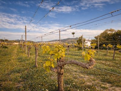 Detailed view of a vineyard with young, yellow-green leaves, wooden posts, and support wires. A white building and hills are visible in the background under a partly cloudy blue sky.