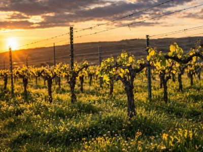 Golden hour light bathes the vineyard, highlighting vibrant young grape leaves on trellised vines and a carpet of green grass with small wildflowers. A warm sunset glows in the background.