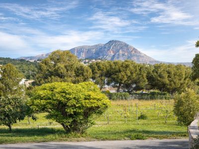 Panoramic view of the countryside featuring dormant vineyards, lush trees, and the majestic Montgó mountain under a clear blue sky.