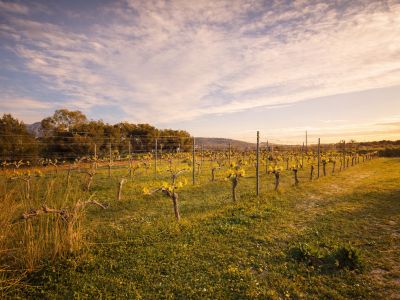Vineyard rows with young green shoots bathed in warm light under a cloudy sky, showing the cultivated land and distant trees.