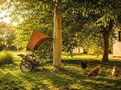 A rustic two-wheeled cart with an orange canopy rests under a tree, while three chickens graze on a sun-drenched lawn in front of a distant building.
