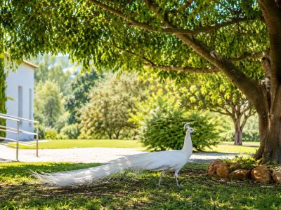 A white peacock strolls on a sun-dappled lawn beneath a large tree, with a modern white building and railing visible in the background.