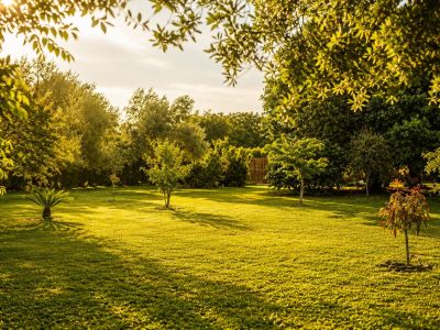 An expansive, manicured lawn bathed in golden hour sunlight, featuring a variety of mature trees and smaller plantings. Long shadows stretch across the vibrant green grass.