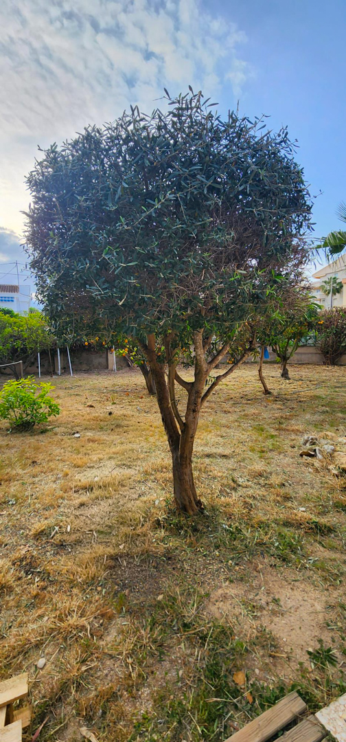 Garden area featuring a central evergreen tree with dark foliage and dry, sparse grass. Background shows other fruit trees with oranges and residential buildings under a partly cloudy sky.