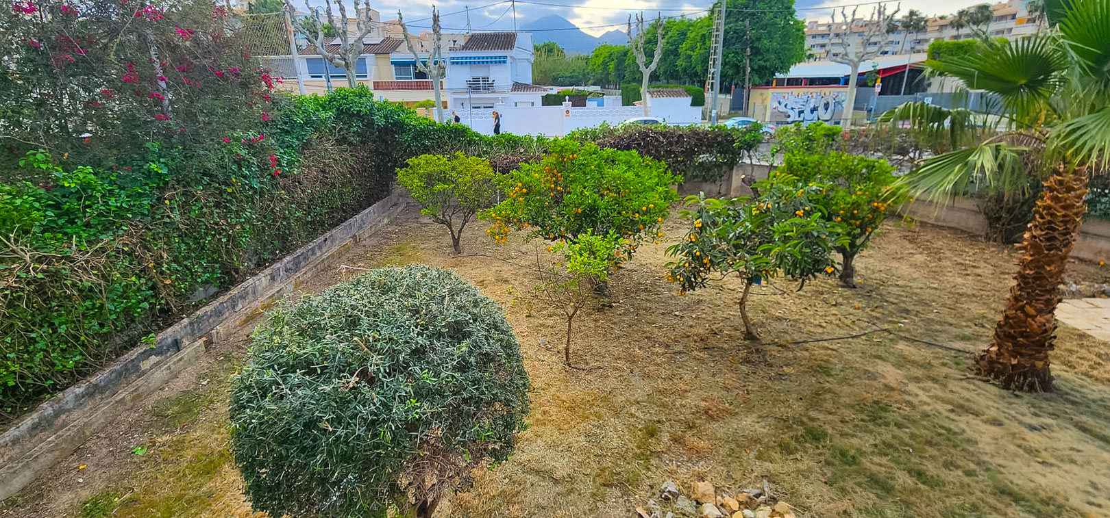 Garden area featuring several fruit trees, such as orange and loquat, alongside a palm tree. The ground shows dry grass, bordered by green hedges and distant houses.