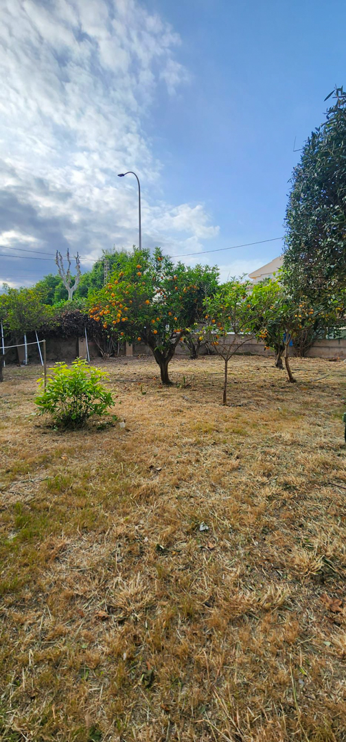 Outdoor garden featuring dry grass and several fruit trees, notably an orange tree laden with ripe fruit, under a partly cloudy sky.