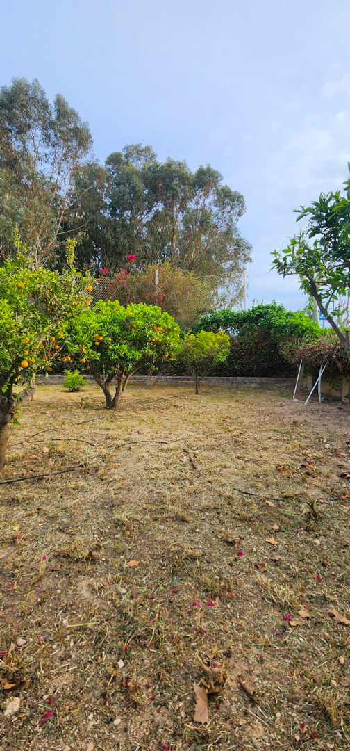 The spacious garden features several productive orange trees and a low retaining wall, with ample space for landscaping or a private pool.