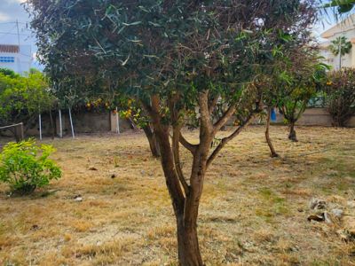 Garden area featuring a central evergreen tree with dark foliage and dry, sparse grass. Background shows other fruit trees with oranges and residential buildings under a partly cloudy sky.