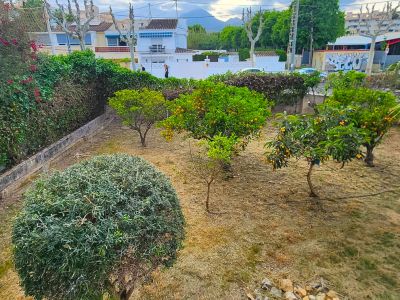 Garden area featuring several fruit trees, such as orange and loquat, alongside a palm tree. The ground shows dry grass, bordered by green hedges and distant houses.