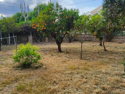 Outdoor garden featuring dry grass and several fruit trees, notably an orange tree laden with ripe fruit, under a partly cloudy sky.
