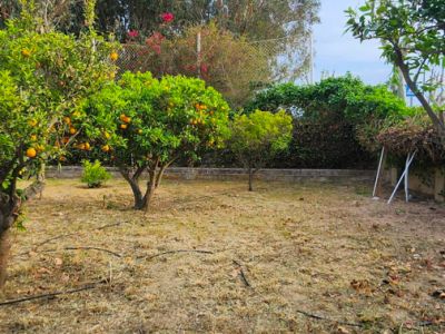 The spacious garden features several productive orange trees and a low retaining wall, with ample space for landscaping or a private pool.