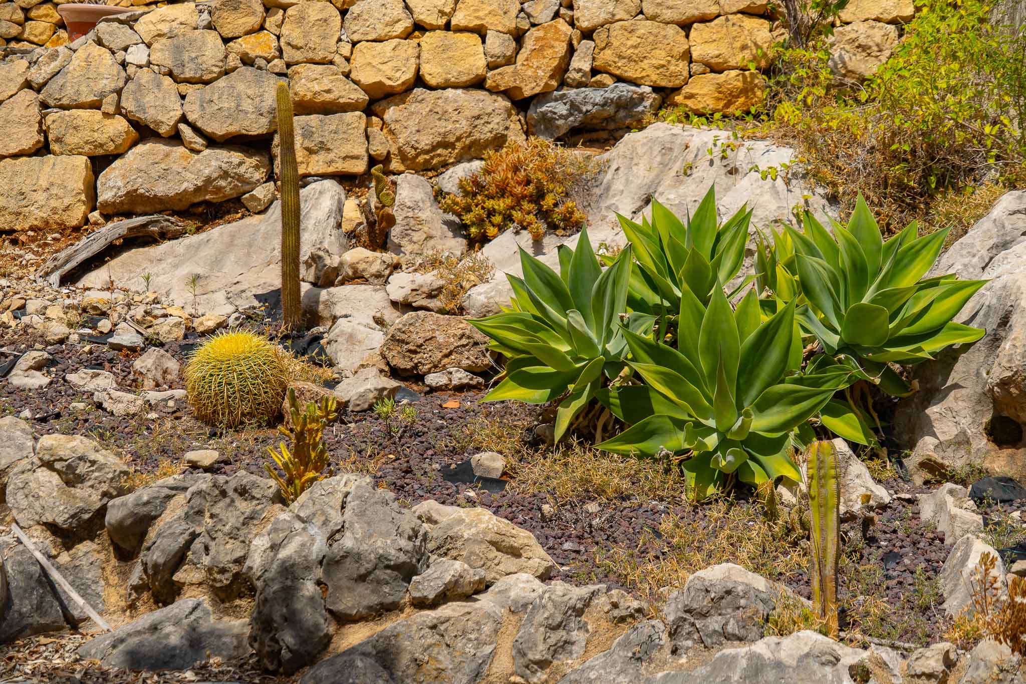 Mediterranean garden with cacti