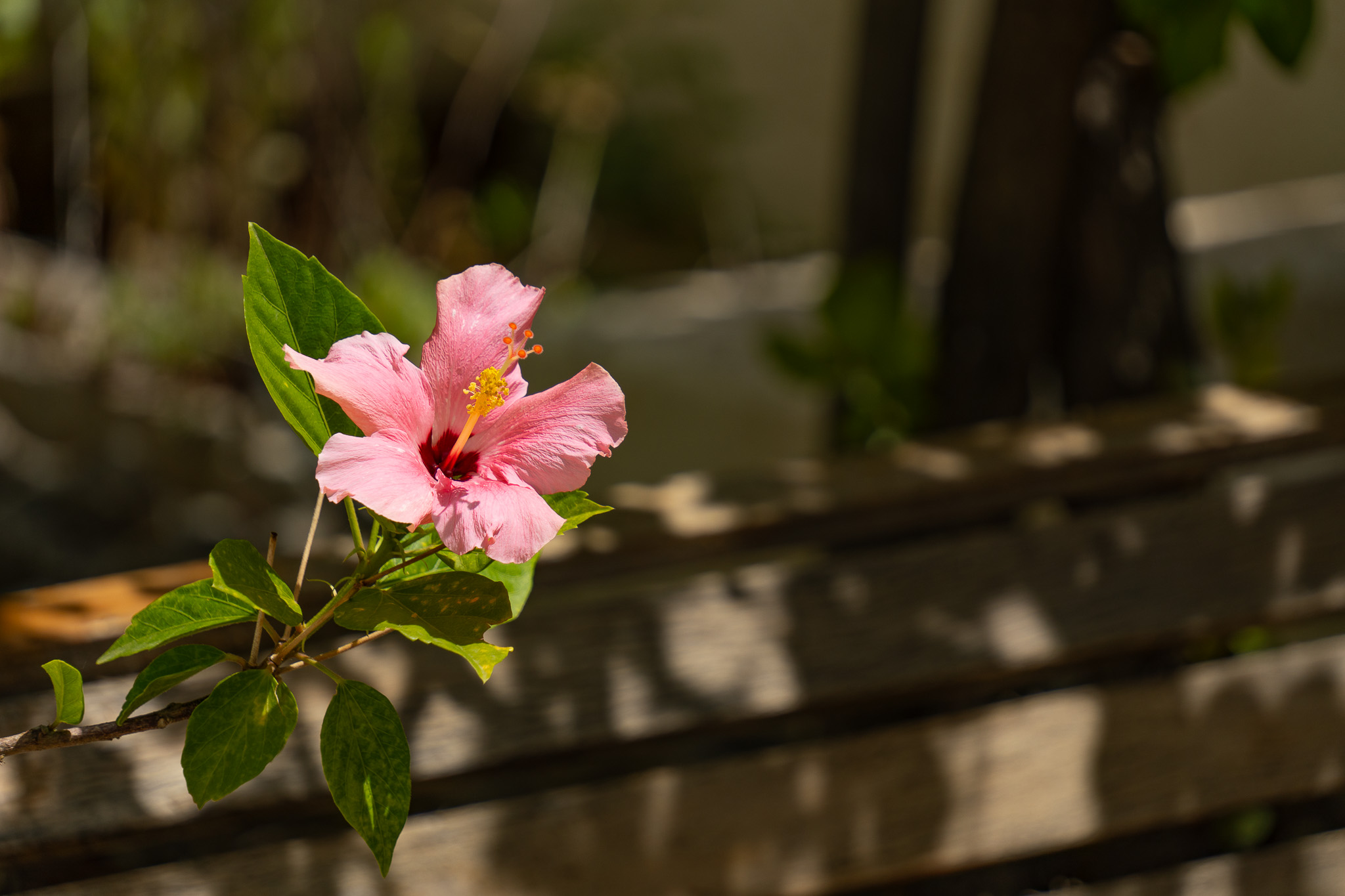 Garden detail