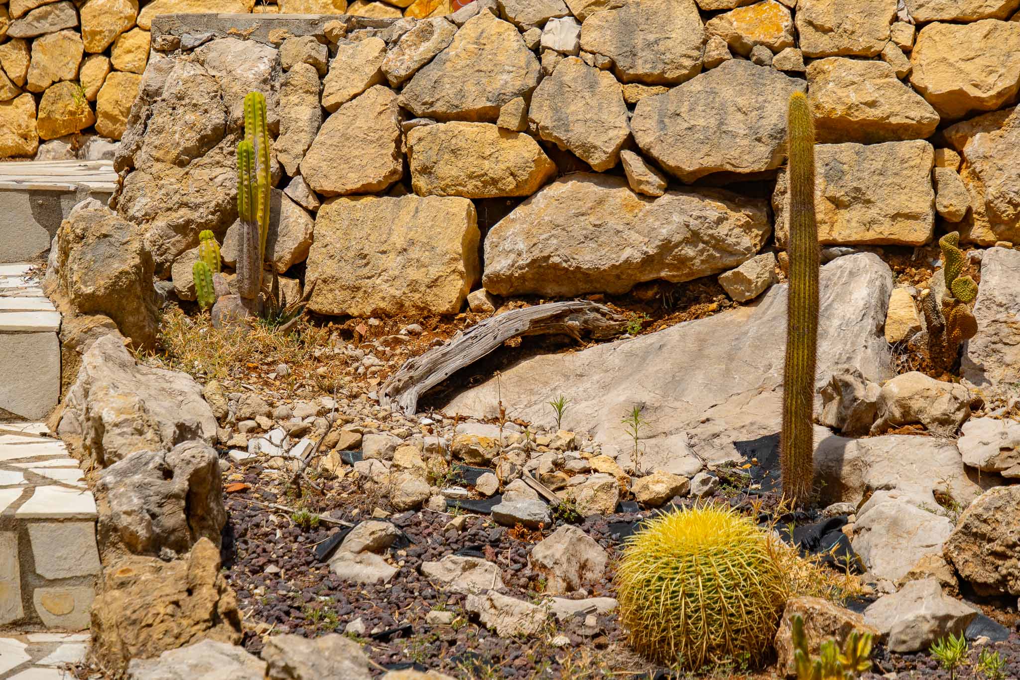 Cactus garden